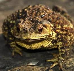 娱乐吃瓜大蛤蟆